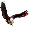 Condor Informatique